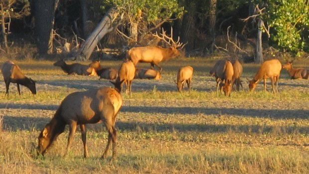 Elk opportunity